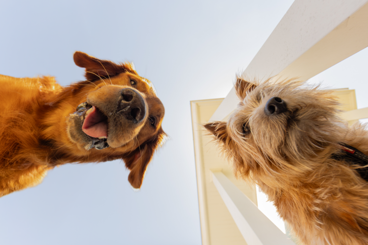 Footer_Image_b880af88-037b-49d4-8a87-12c8229f02cf.png