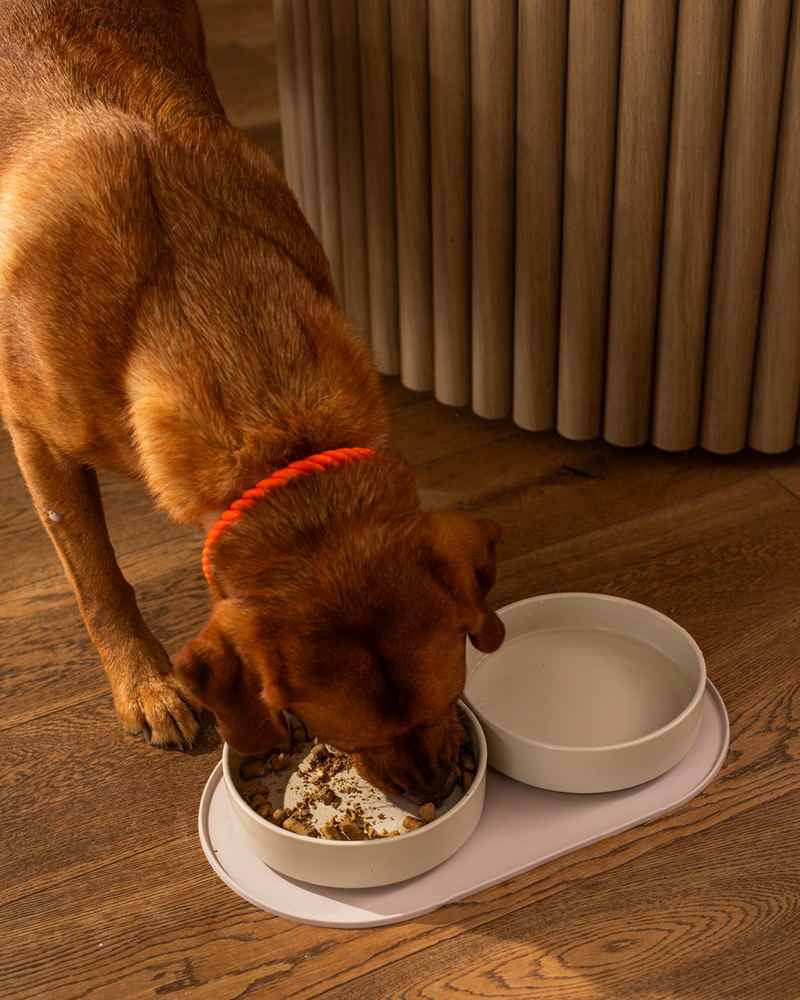 Discover Freeze-Dried